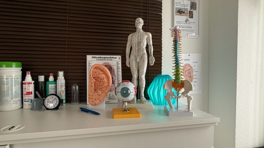 Anatomische Anschauungsmodelle auf einer Ablage in der Praxis von Amélie Haas